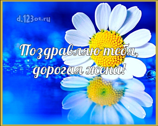 Поздравляю Тебя, дорогая жена! Дорогой жене! Ромашка белая! Открытка на ДР! С днём рождения! Милой женушке на день рождения! Поздравляю Тебя, дорогая жена! Скачать онлайн бесплатно для вацап!