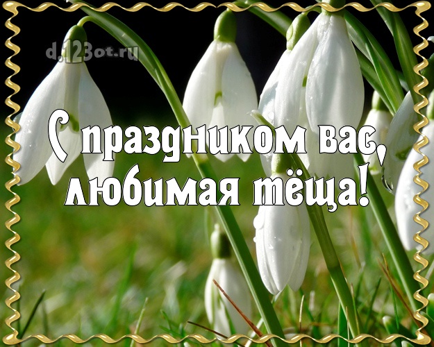 С праздником Вас, любимая тёща! Дорогой тёще! Открытка на день рождения с подснежниками! Милой тёще на день рождения! С праздником Вас, любимая тёща! Скачать онлайн бесплатно для вацап!