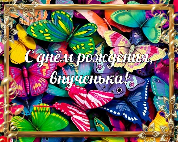 С днём рождения, внученька! Внучке на день рождения! Бабочки на день рождения! Моей внучке! С днём рождения, внученька! Скачать онлайн бесплатно для вацап!