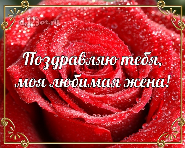Поздравляю Тебя, моя любимая жена! Трогательная открытка любимой жене с розочками для вацап, для telegram, для вк, для facebook, для одноклассники! Скачать онлайн бесплатно для вацап!