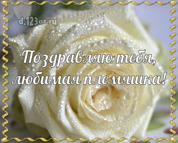 Поздравляю Тебя, моя любимая племяшка! Манящая открытка любимой племяннице с красивой розой для ватсапа, для телеграм, для вк, для фейсбук, для одноклассников! Скачать онлайн бесплатно для вацап!