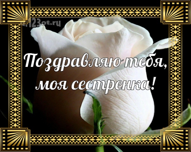 Поздравляю Тебя, моя сестренка! Ангельская открытка для лучшей сестры с красивой розой для вацап, для телеграм, для вк, для фейсбука, для одноклассников! Скачать онлайн бесплатно для вацап!