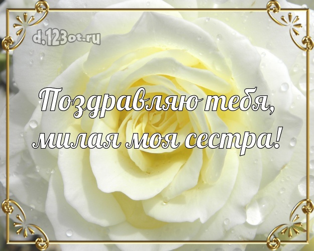 Поздравляю Тебя, милая моя сестра! Дивная открытка классной сестре с фотками розы для ватсапа, для telegram, для вконтакте, для фейсбук, для одноклассников! Скачать онлайн бесплатно для вацап!