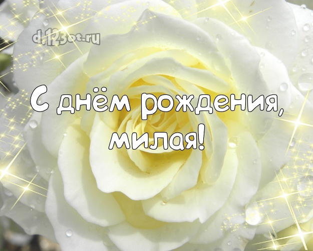 С днём рождения, милая! Забавная открытка даме с красивой розой для вацап, для telegram, для вк, для фейсбук, для одноклассников! Скачать онлайн бесплатно для вацап!