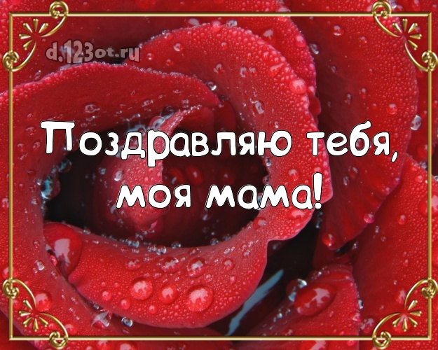 Поздравляю Тебя, моя мама! Чудесная открытка для лучшей мамы с розой для whatsApp, для telegram, для вк, для фейсбука, для одноклассники! Скачать онлайн бесплатно для вацап!