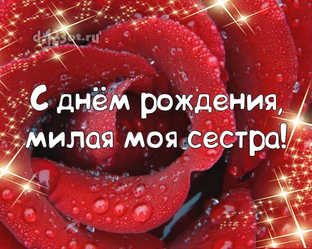 С днём рождения, милая моя сестра! Забавная открытка для классной сестры с фотками розы для whatsApp, для telegram, для вк, для фейсбука, для одноклассники! Скачать онлайн бесплатно для вацап!