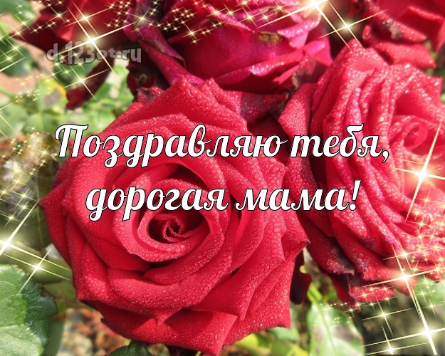 Поздравляю Тебя, дорогая мама! Трогательная открытка для лучшей мамы с шикарными розами для ватсапа, для телеграм, для vk, для фейсбук, для одноклассников! Скачать онлайн бесплатно для вацап!