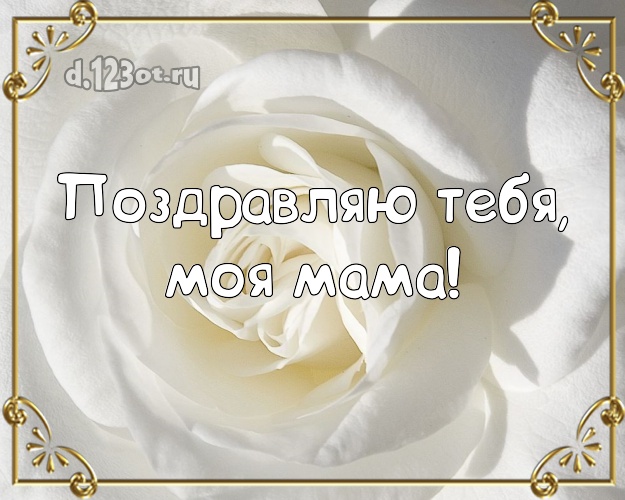 Поздравляю Тебя, моя мама! Ангельская картинка для классной мамы с красивыми розами для вацап, для telegram, для вк, для фейсбук, для одноклассники! Скачать онлайн бесплатно для вацап!