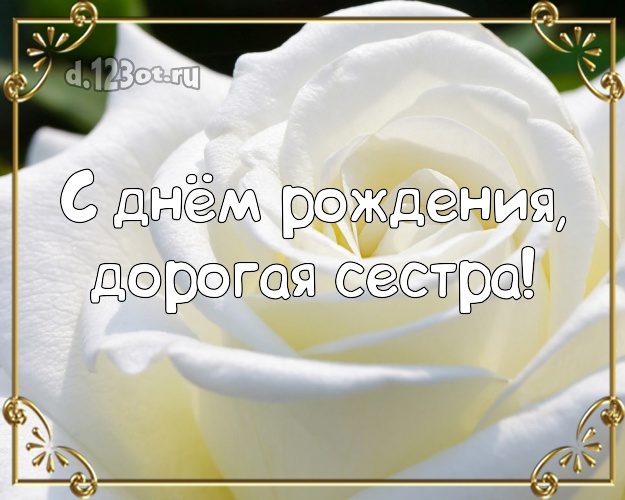 С днём рождения, дорогая сестра! Забавная картинка для классной сестры с цветами (розами) для ватсапа, для telegram, для vk, для фейсбука, для одноклассников! Скачать онлайн бесплатно для вацап!