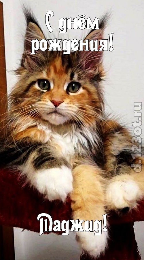 открытая и добрая открытка с днём рождения маджид, скачать онлайн бесплатно на iphone для вацап, поздравление маджид