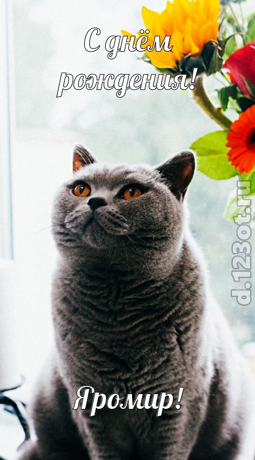 романтичная открытка с днём рождения яромир, скачать онлайн бесплатно на iphone для вацап, поздравление яромир