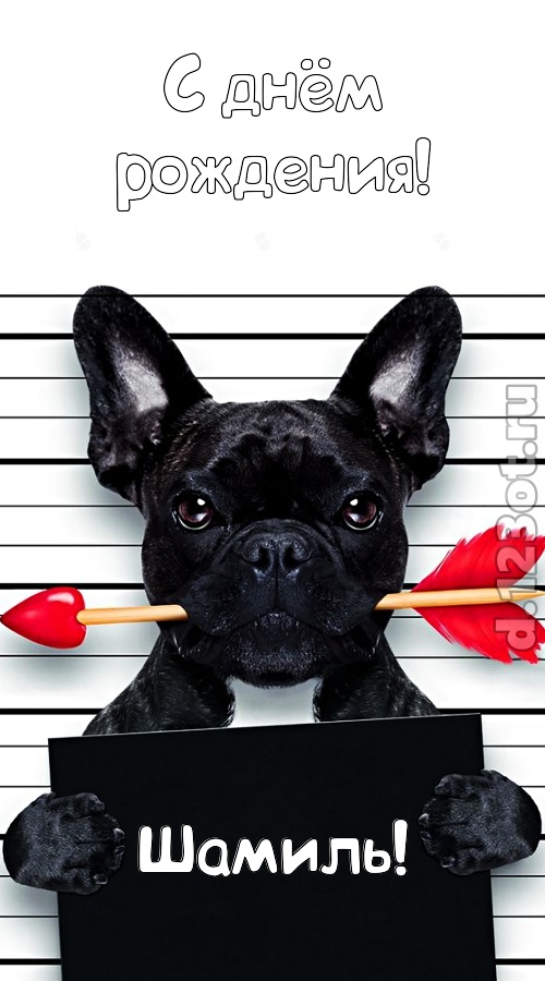 упоительная открытка с днём рождения шамиль, скачать онлайн бесплатно на iphone для вацап, поздравление шамиль