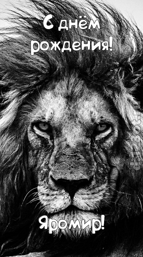 чуткая открытка с днём рождения яромир, скачать онлайн бесплатно на iphone для вацап, поздравление яромир