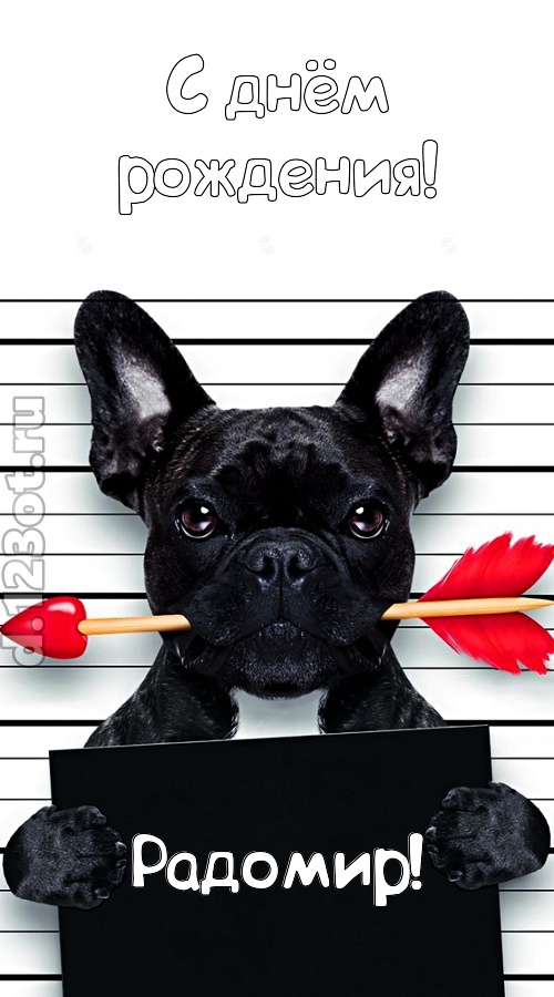 кокетливая открытка с днём рождения радомир, скачать онлайн бесплатно на iphone для вацап, поздравление радомир