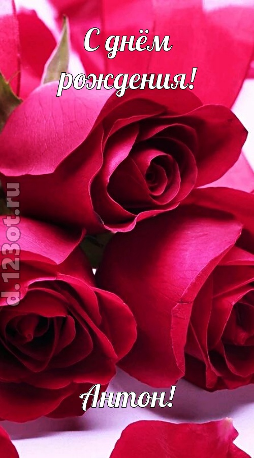 насмешливая открытка с днём рождения антон, скачать онлайн бесплатно на iphone для вацап, поздравление антон