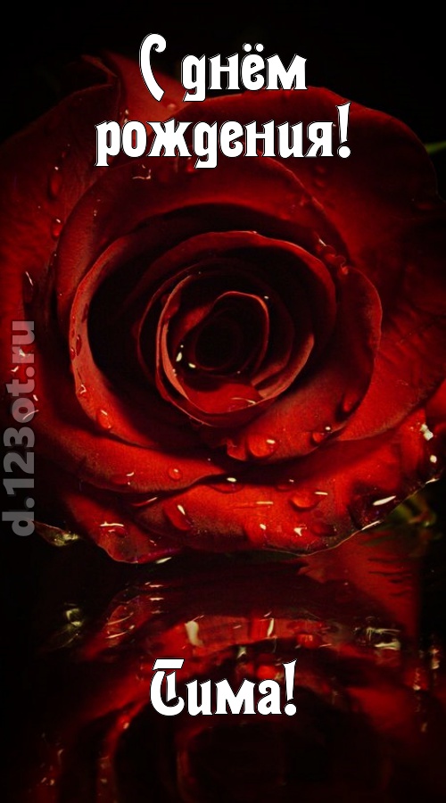 недоступная открытка с днём рождения тима, скачать онлайн бесплатно на iphone для вацап, поздравление тима