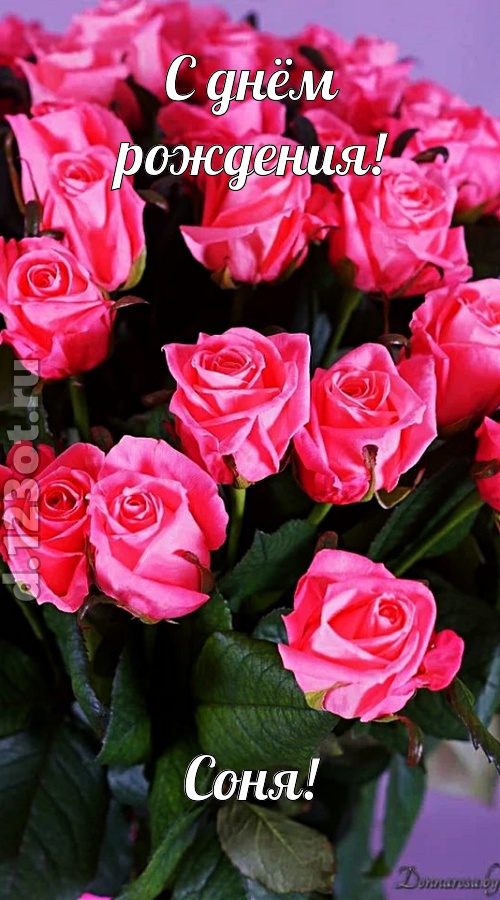 незабвенная открытка с днём рождения соня, скачать онлайн бесплатно на iphone для вацап, поздравление соня
