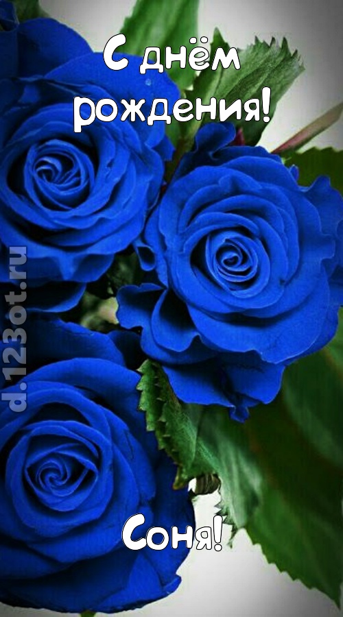 необходимая открытка с днём рождения соня, скачать онлайн бесплатно на iphone для вацап, поздравление соня