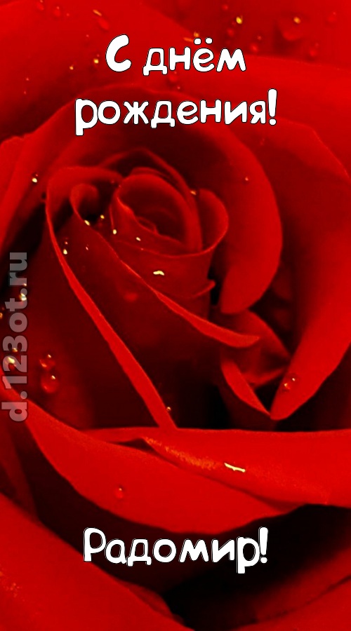 неподкупная открытка с днём рождения радомир, скачать онлайн бесплатно на iphone для вацап, поздравление радомир