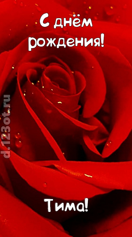 неподкупная открытка с днём рождения тима, скачать онлайн бесплатно на iphone для вацап, поздравление тима