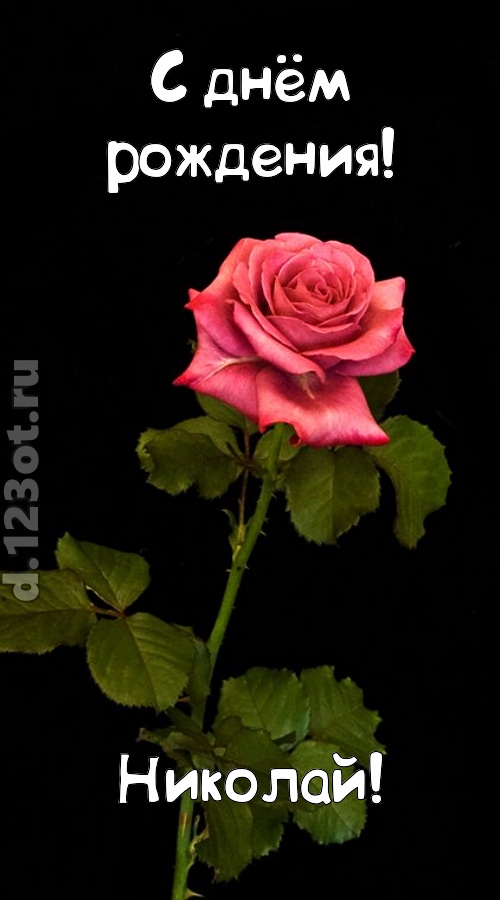 непредсказуемая открытка с днём рождения николай, скачать онлайн бесплатно на iphone для вацап, поздравление николай