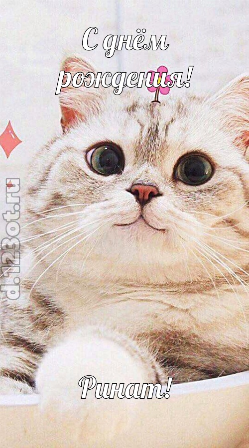 блаженная открытка с днём рождения ринат, скачать онлайн бесплатно на iphone для вацап, поздравление ринат