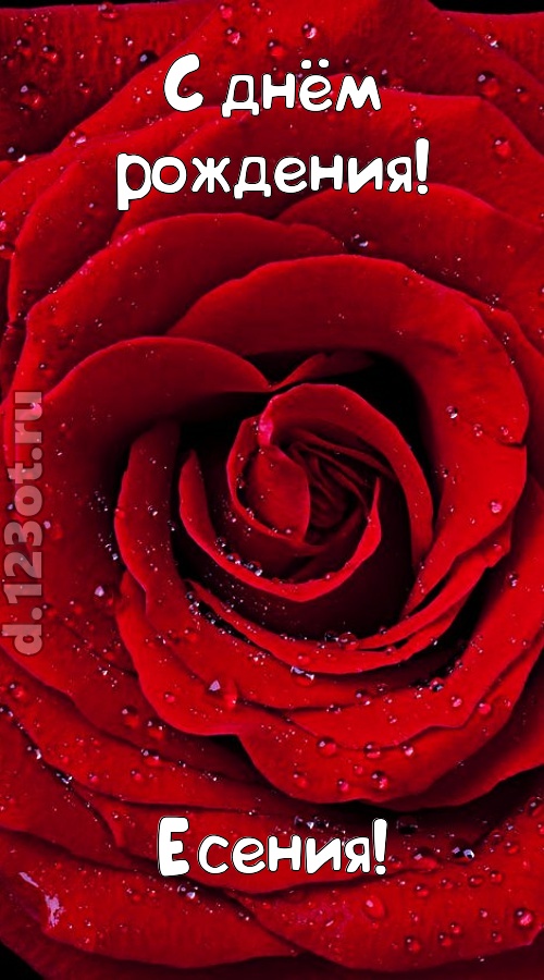обольстительная открытка с днём рождения есения, скачать онлайн бесплатно на iphone для вацап, поздравление есения
