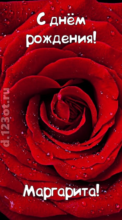 обольстительная открытка с днём рождения маргарита, скачать онлайн бесплатно на iphone для вацап, поздравление маргарита