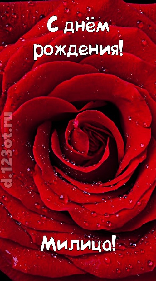 обольстительная открытка с днём рождения милица, скачать онлайн бесплатно на iphone для вацап, поздравление милица