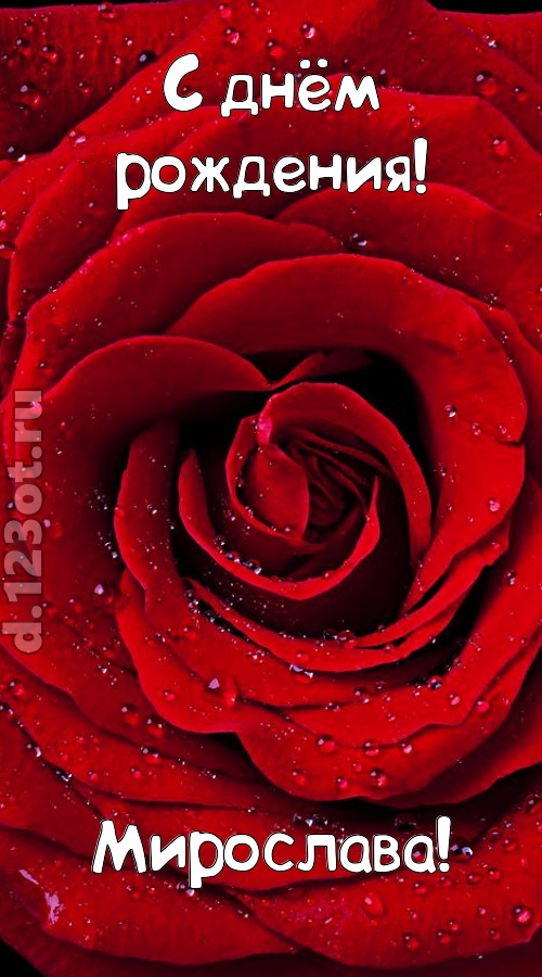 обольстительная открытка с днём рождения мирослава, скачать онлайн бесплатно на iphone для вацап, поздравление мирослава