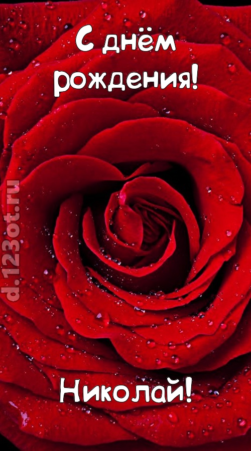 обольстительная открытка с днём рождения николай, скачать онлайн бесплатно на iphone для вацап, поздравление николай
