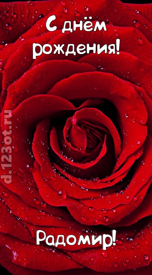 обольстительная открытка с днём рождения радомир, скачать онлайн бесплатно на iphone для вацап, поздравление радомир