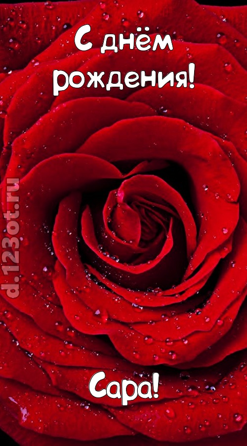 обольстительная открытка с днём рождения сара, скачать онлайн бесплатно на iphone для вацап, поздравление сара