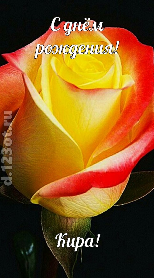 одурманивающая открытка с днём рождения кира, скачать онлайн бесплатно на iphone для вацап, поздравление кира
