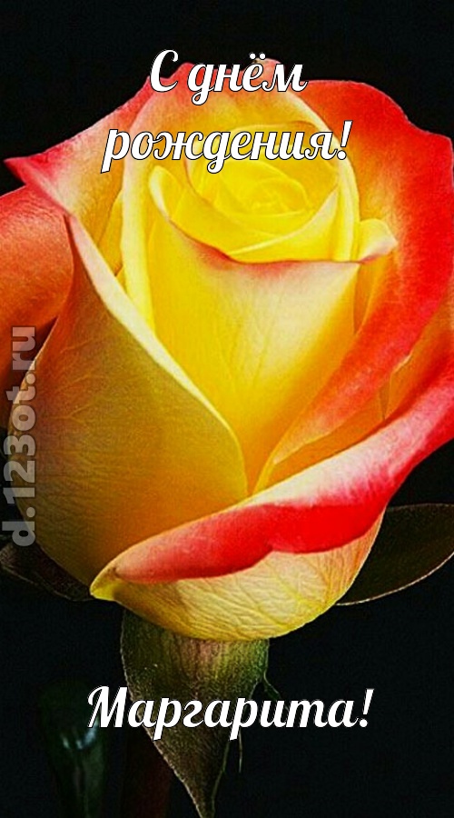 одурманивающая открытка с днём рождения маргарита, скачать онлайн бесплатно на iphone для вацап, поздравление маргарита