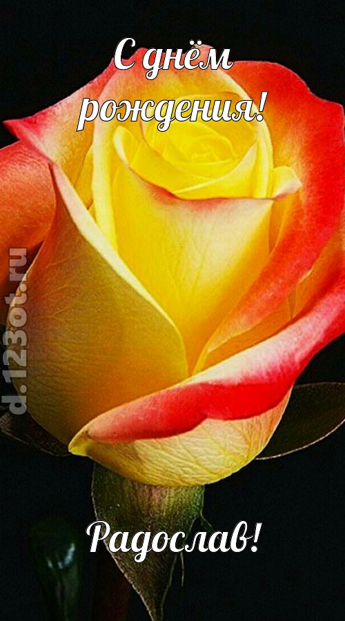 одурманивающая открытка с днём рождения радослав, скачать онлайн бесплатно на iphone для вацап, поздравление радослав