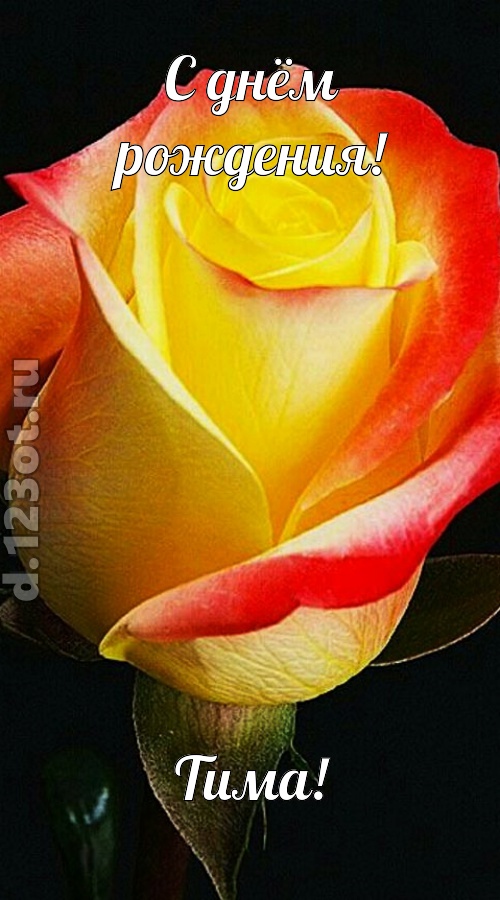 одурманивающая открытка с днём рождения тима, скачать онлайн бесплатно на iphone для вацап, поздравление тима