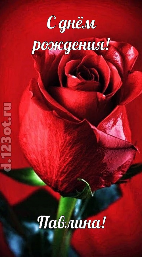 осторожная открытка с днём рождения павлина, скачать онлайн бесплатно на iphone для вацап, поздравление павлина