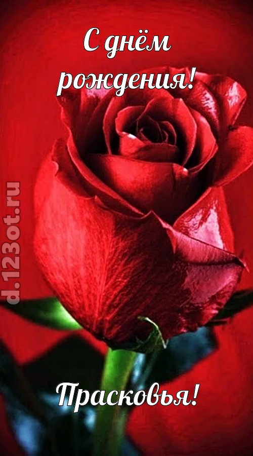 осторожная открытка с днём рождения прасковья, скачать онлайн бесплатно на iphone для вацап, поздравление прасковья