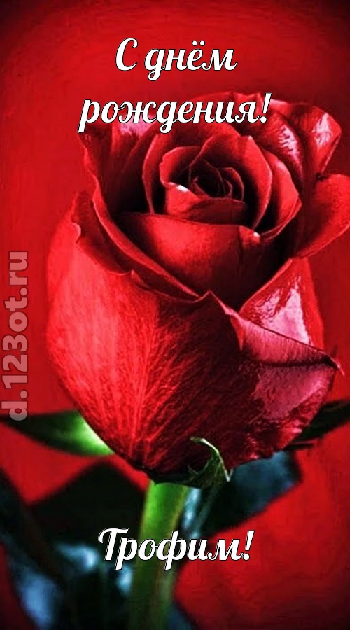 осторожная открытка с днём рождения трофим, скачать онлайн бесплатно на iphone для вацап, поздравление трофим