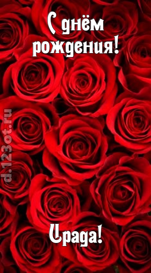 остроумная открытка с днём рождения ирада, скачать онлайн бесплатно на iphone для вацап, поздравление ирада