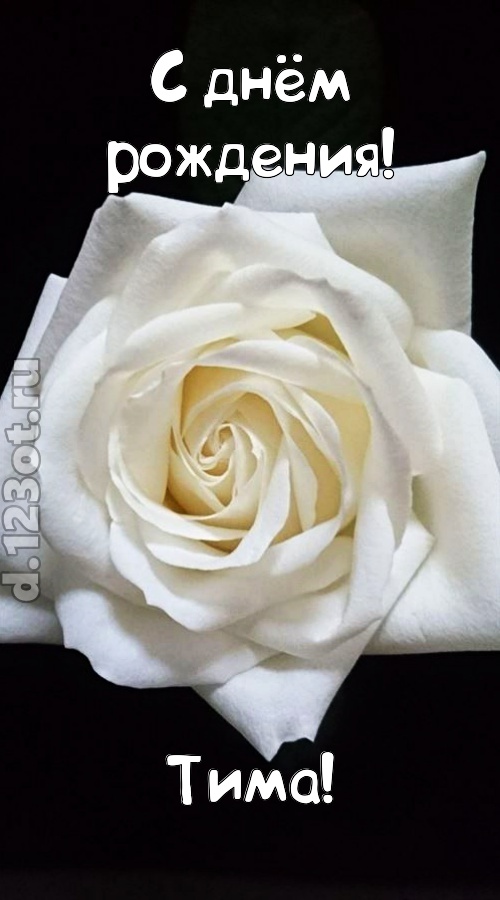 отменная открытка с днём рождения тима, скачать онлайн бесплатно на iphone для вацап, поздравление тима