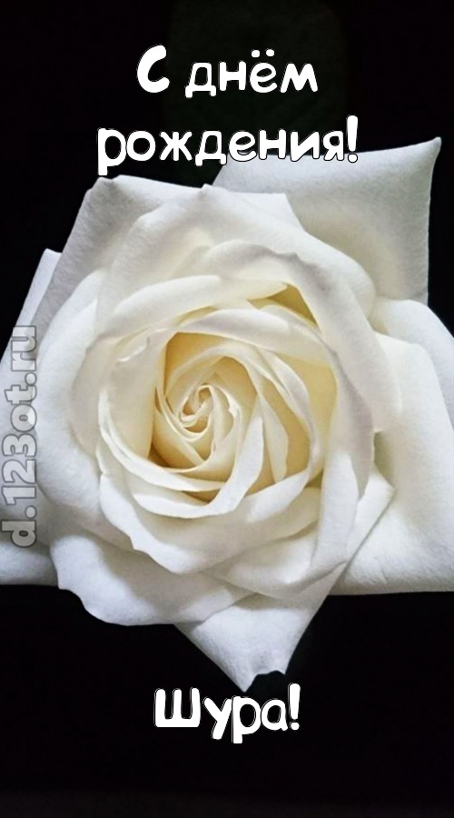 отменная открытка с днём рождения шура, скачать онлайн бесплатно на iphone для вацап, поздравление шура