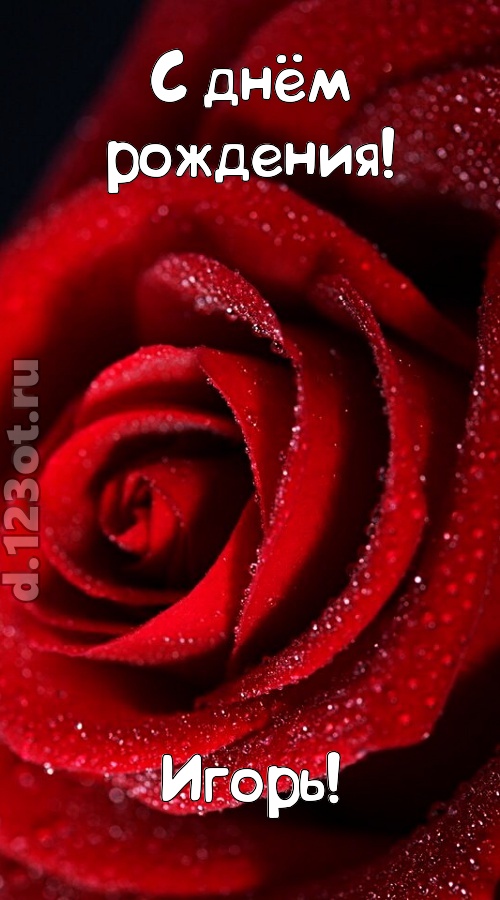 отрезвляющая открытка с днём рождения игорь, скачать онлайн бесплатно на iphone для вацап, поздравление игорь