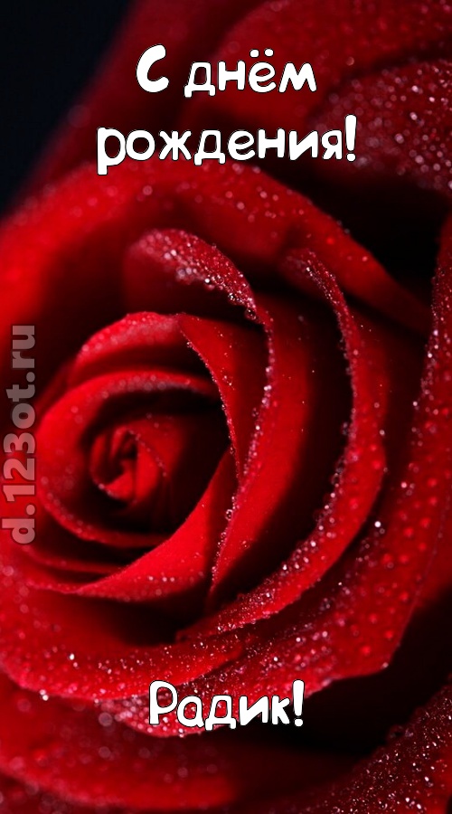отрезвляющая открытка с днём рождения радик, скачать онлайн бесплатно на iphone для вацап, поздравление радик