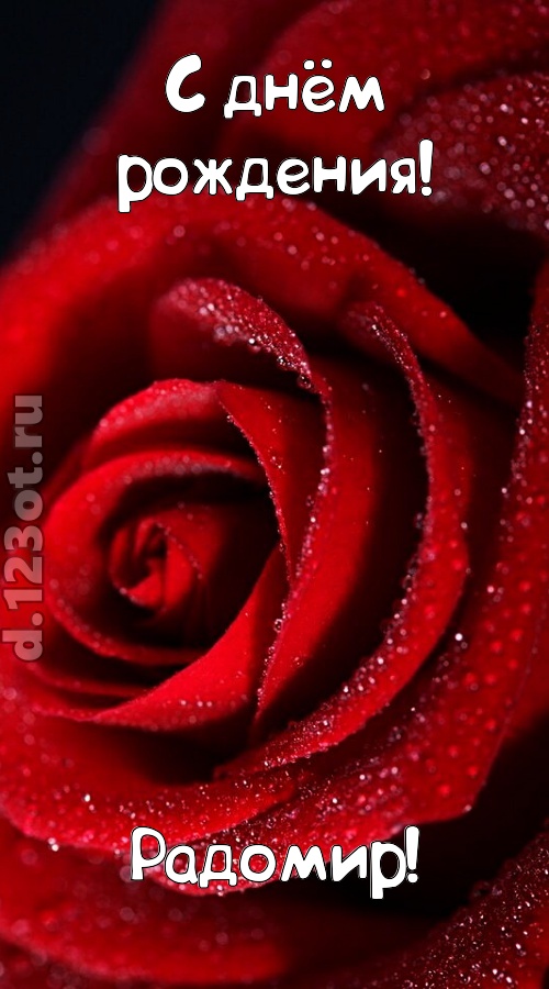 отрезвляющая открытка с днём рождения радомир, скачать онлайн бесплатно на iphone для вацап, поздравление радомир