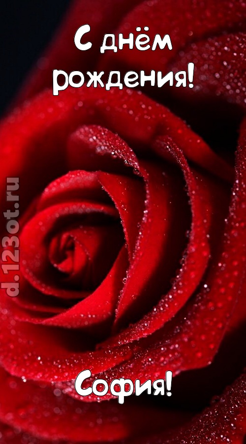 отрезвляющая открытка с днём рождения софия, скачать онлайн бесплатно на iphone для вацап, поздравление софия