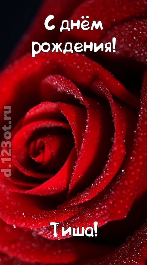 отрезвляющая открытка с днём рождения тиша, скачать онлайн бесплатно на iphone для вацап, поздравление тиша