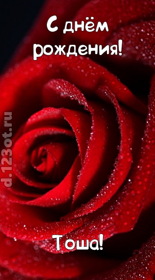 отрезвляющая открытка с днём рождения тоша, скачать онлайн бесплатно на iphone для вацап, поздравление тоша