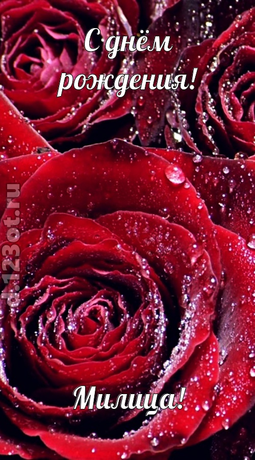 отходчивая открытка с днём рождения милица, скачать онлайн бесплатно на iphone для вацап, поздравление милица